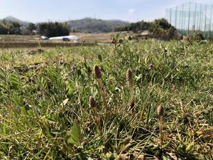 つくし狩り つくし料理会 生物飼育部 枚方高校のブログ 枚高ブログ