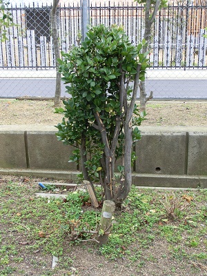 樹木 (1).JPG