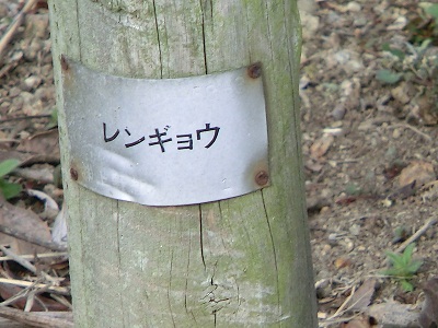樹木 (4).JPG