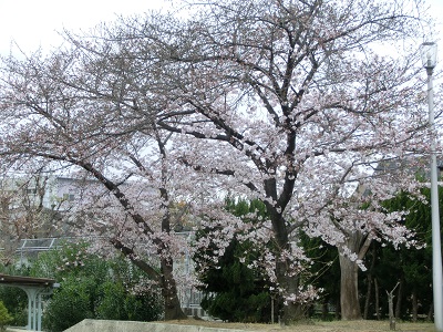 sakura (2).JPG