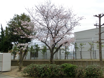 sakura (4).JPG