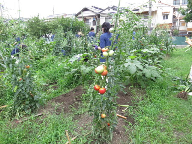 収穫 (3).JPG