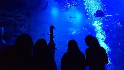 DSC_0174_copy_400x225.jpg
