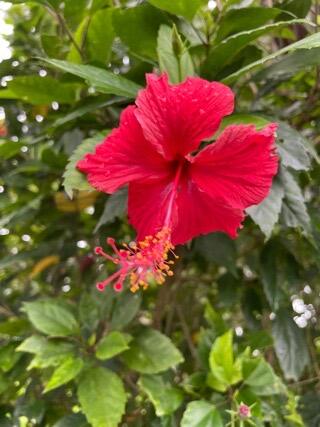 IMG_7499.jpeg