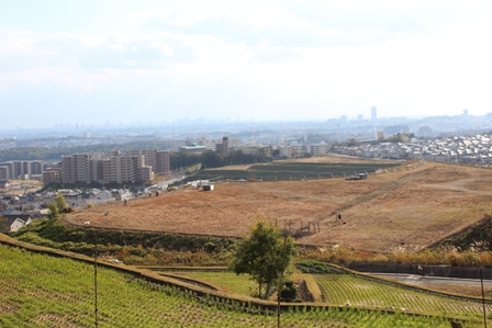 里山保全実習１.JPG