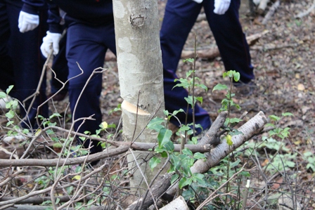 里山保全実習３.JPG