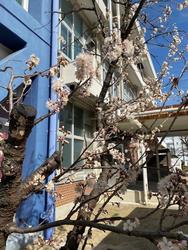 0225桜①.jpg