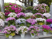 06正門鉢植え.JPG