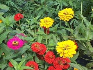 高等部ガーデンの花の写真