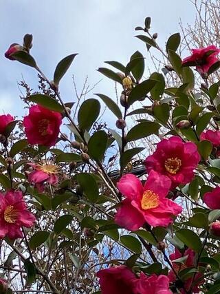 校内に咲くさざんかの花の写真