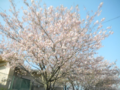 201404 sakura.jpg