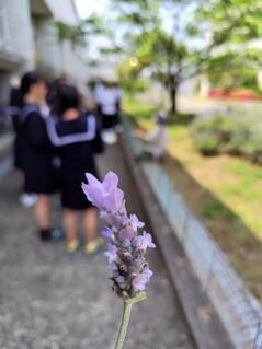 230420【写真】授業の風景④（樹木散歩「この木なんの木」） (1).JPGのサムネイル画像