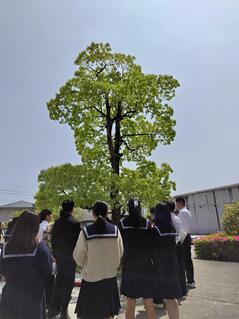 230420【写真】授業の風景④（樹木散歩「この木なんの木」） (2).JPGのサムネイル画像