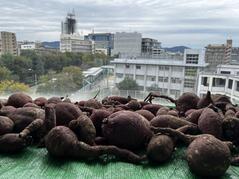 251023【写真】授業の風景70（２年「まちづくり」、宙いもプロジェクト（宙いもの収 (1).JPGのサムネイル画像