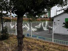 251125【写真】授業の風景82（２年「まちづくり」、いばらきイルミフェスタ灯イルミネーション飾りつけ） (2).JPGのサムネイル画像