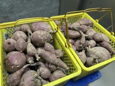 251215【ブログ】（コメント）授業の風景85（２年「まちづくり」、宙いも弁当） (2).jpgのサムネイル画像