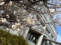 260129【写真】授業の風景89（３年「生活文化」、お祝いの献立（白身魚のホイル焼き、菊花大根、かきたま汁、赤飯、茨高カステラ）） (1).jpegのサムネイル画像