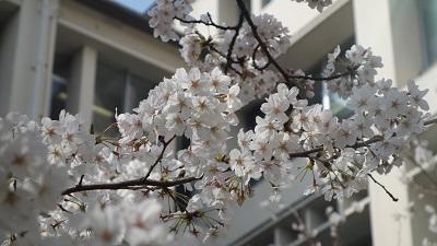 blog180326b3 桜DSC06191.JPG