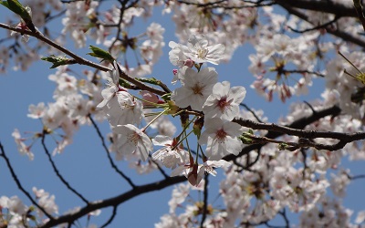 blog150401a 年度初め_桜_DSC00529.JPG