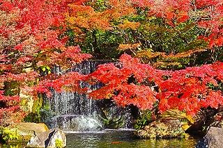 s-20251129書写山好古園明石 (36).jpg