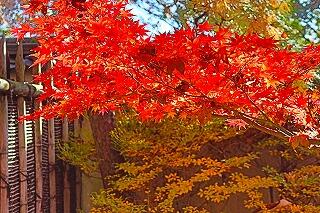 s-20251129書写山好古園明石 (47).jpg