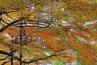 s-20251129書写山好古園明石 (22).jpg