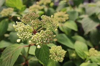 s-IMG_3389.jpg