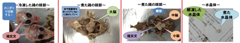 0204_3_seibutu_ppt.jpg