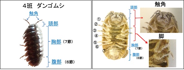 ダンゴムシ.jpg