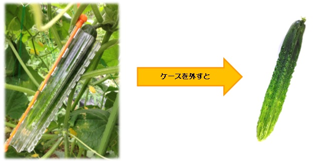 デコきゅう.jpg