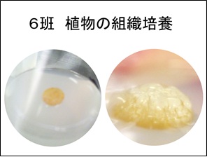 組織培養.jpg