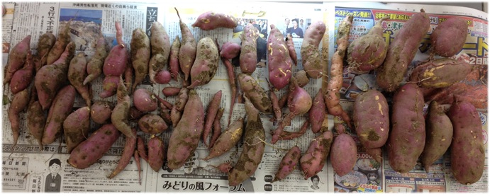 芋掘り３.jpg