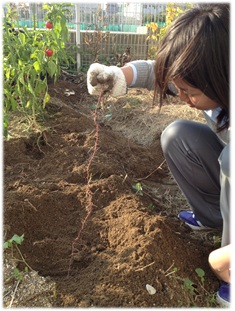 芋掘り４.jpg