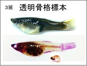 透明骨格標本.jpg