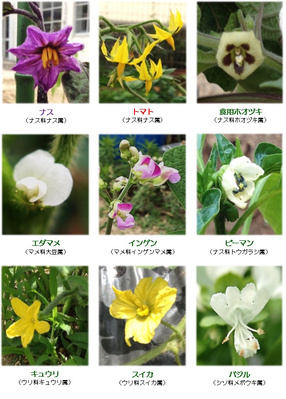 野菜の花 今宮バイオロジィ