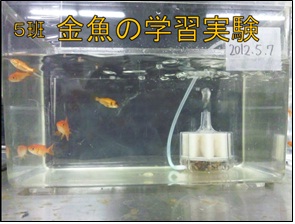 金魚.jpg