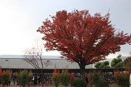 IMG_7365.JPG