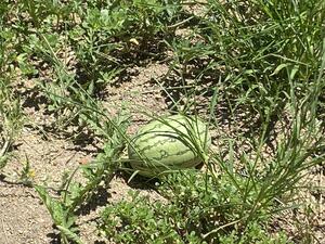 IMG_8918.jpg