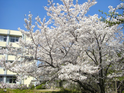 桜CIMG0574.JPG