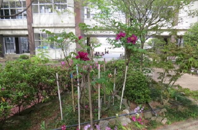 0417_中庭 (11).JPG