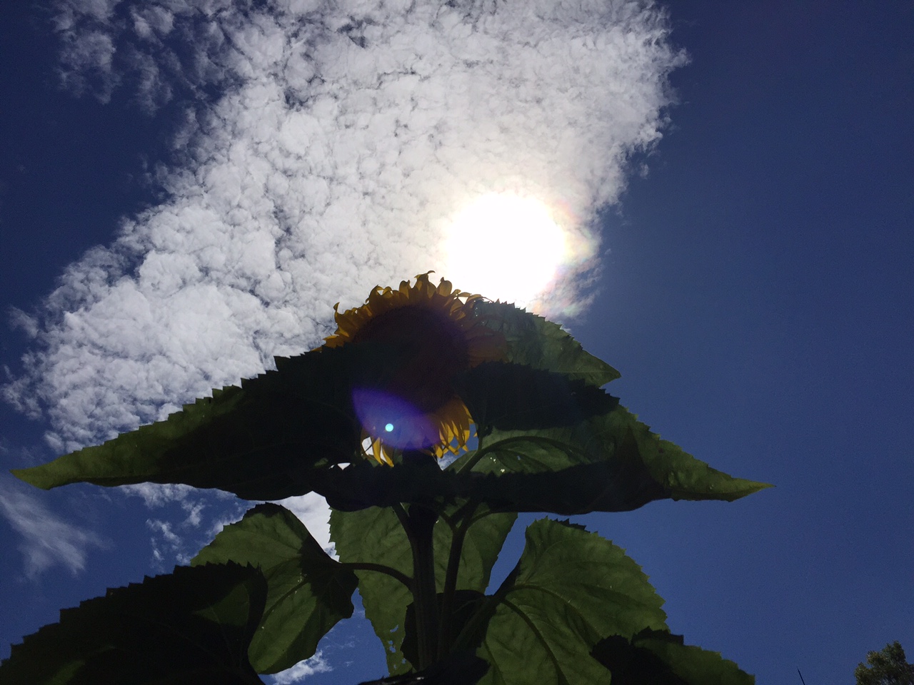 himawari3.JPG