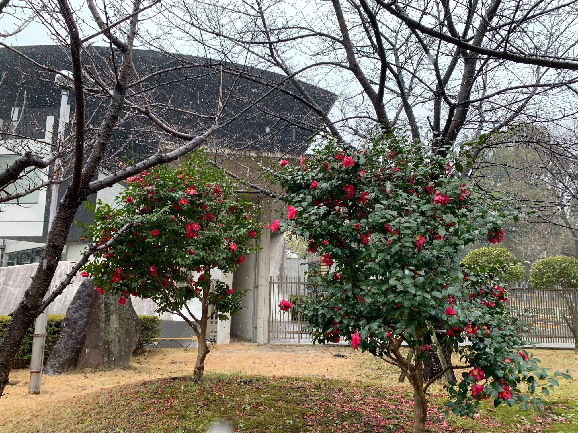 山茶花.jpg