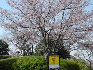 正門　桜.JPG