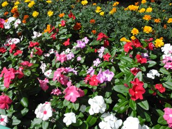 20130926花壇.JPG