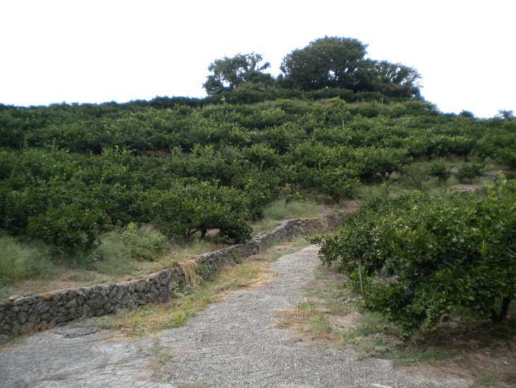 新DSCN0527.jpg