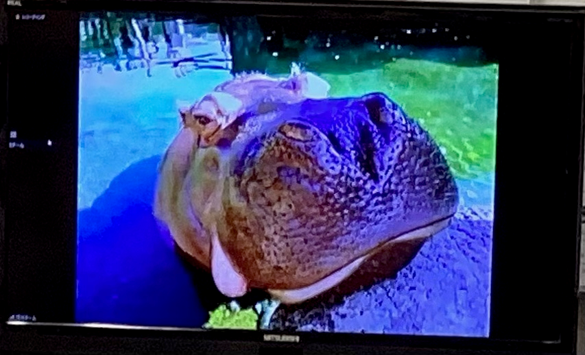 [11.2]天王寺動物園オンライン授業①.png