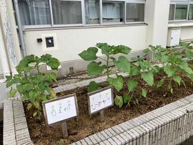 ひまわり6月.jpg