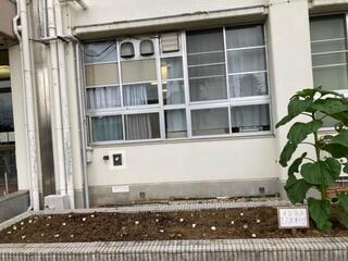 0509 ひまわり.jpg