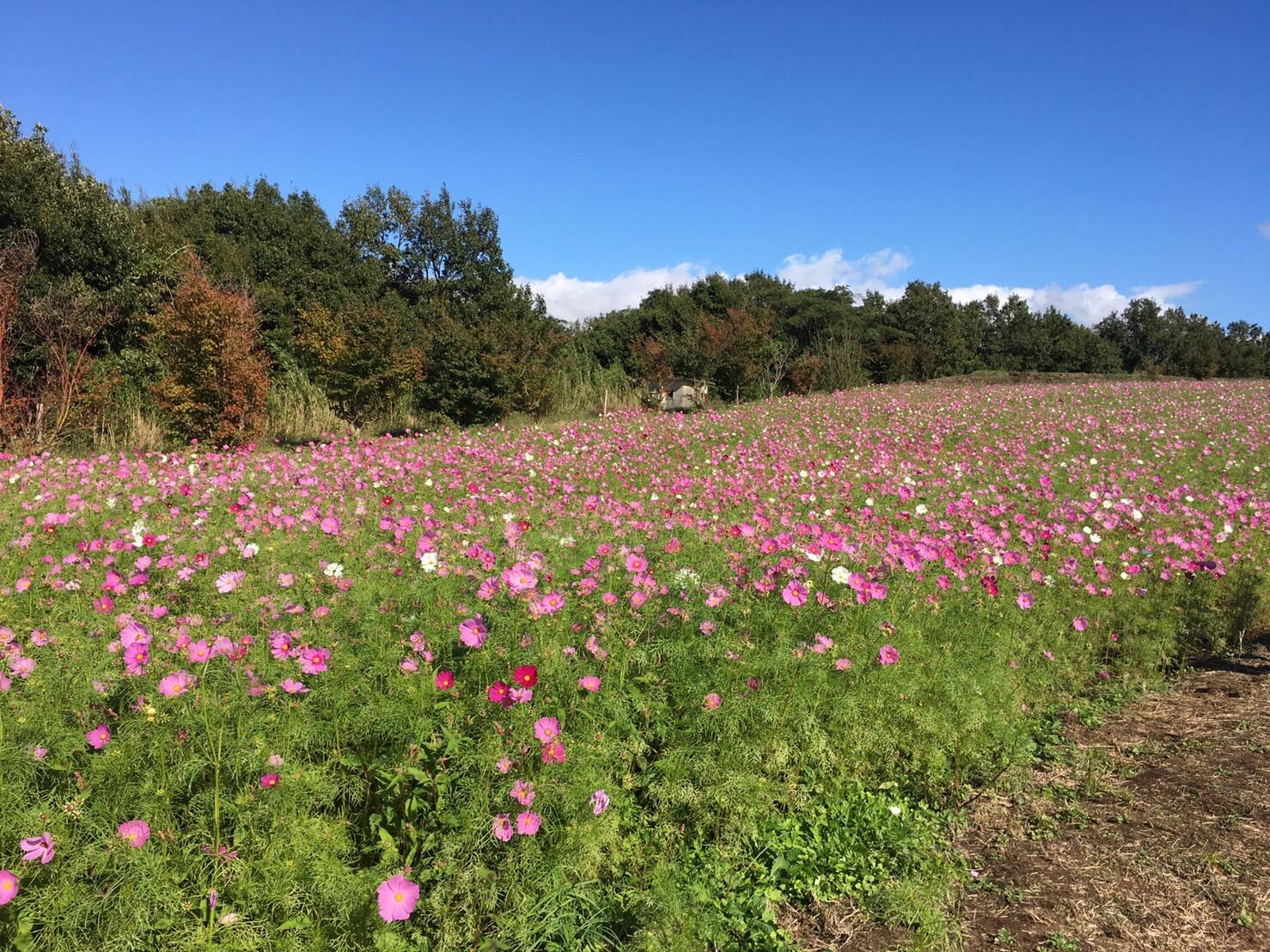 https://www.osaka-c.ed.jp/blog/makino/highschool/65976511783006bd125952bd1155a8f870f21273.jpg