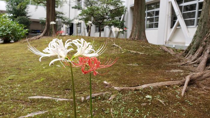 地震 予知 ブログ 華